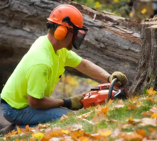 tree services Greenevers